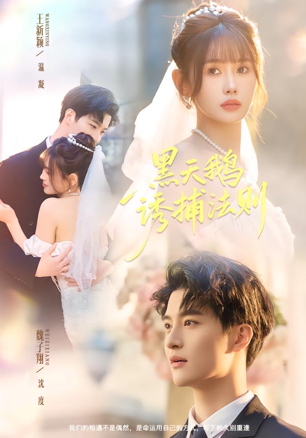 电影：黑天鹅诱捕法册