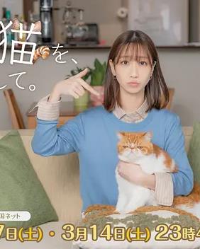 电影：我收留了前男友的猫